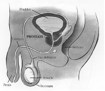 Prostate